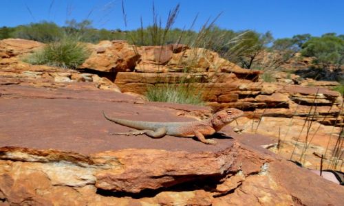 Zdjecie AUSTRALIA / Terytorium Pnocne / King`s Canyon / Ten ma bliej do soca